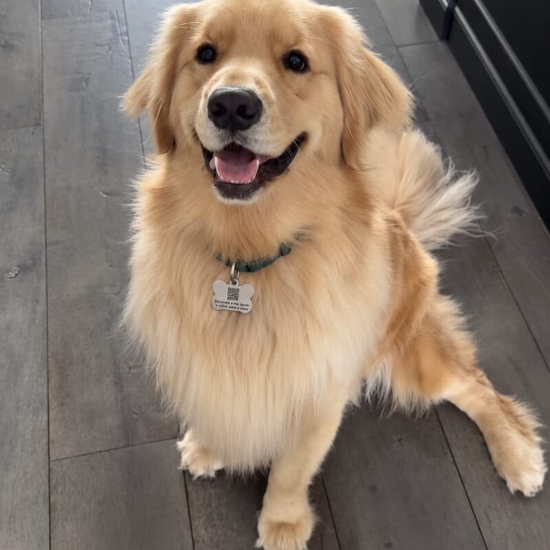 Golden retriever usando plaquinha PetGeo