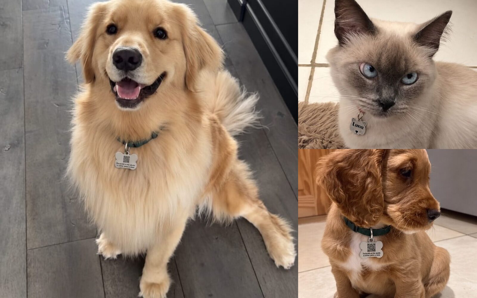Cães e gata que fazem parte da família PetGeo